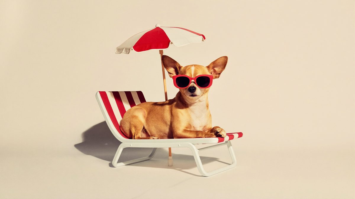 Chihuahua wearing red sunglasses relaxing on a lounge chair under a red-striped parasol, studio photo