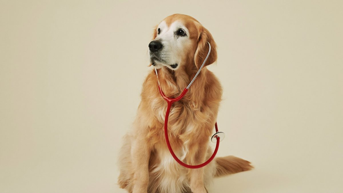 Golden retriever with a red veterinary stethoscope draped around its neck, on a cream studio backdrop