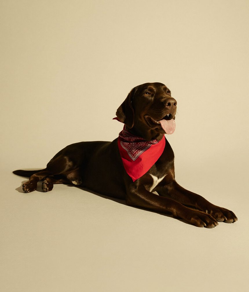 Chocolate labrador lying down with a red bandana — studio portrait from the Canine Country Club brand photoshoot