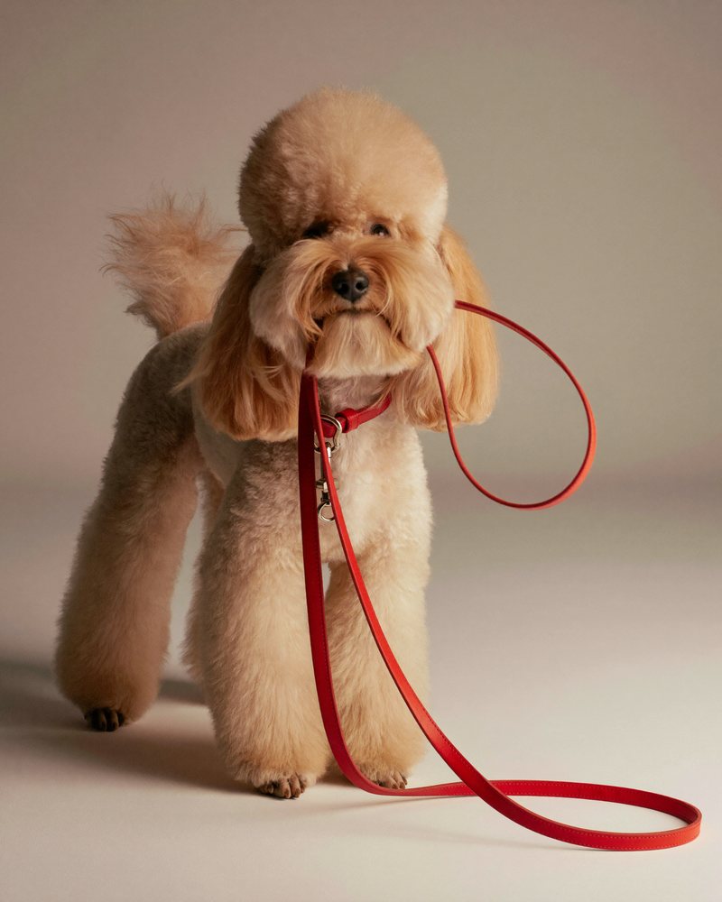 Poodle holding a red leash in its mouth, ready for a walk — Canine Country Club brand photoshoot