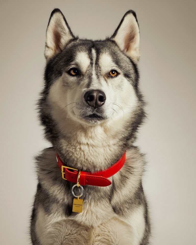 Siberian husky portrait wearing a red collar — Canine Country Club brand photoshoot
