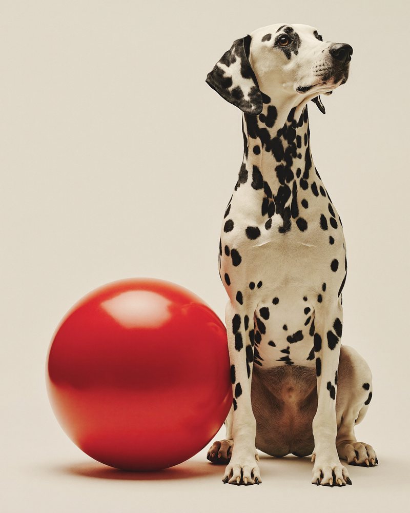 Dalmatian sitting next to a big red ball — Canine Country Club brand photoshoot