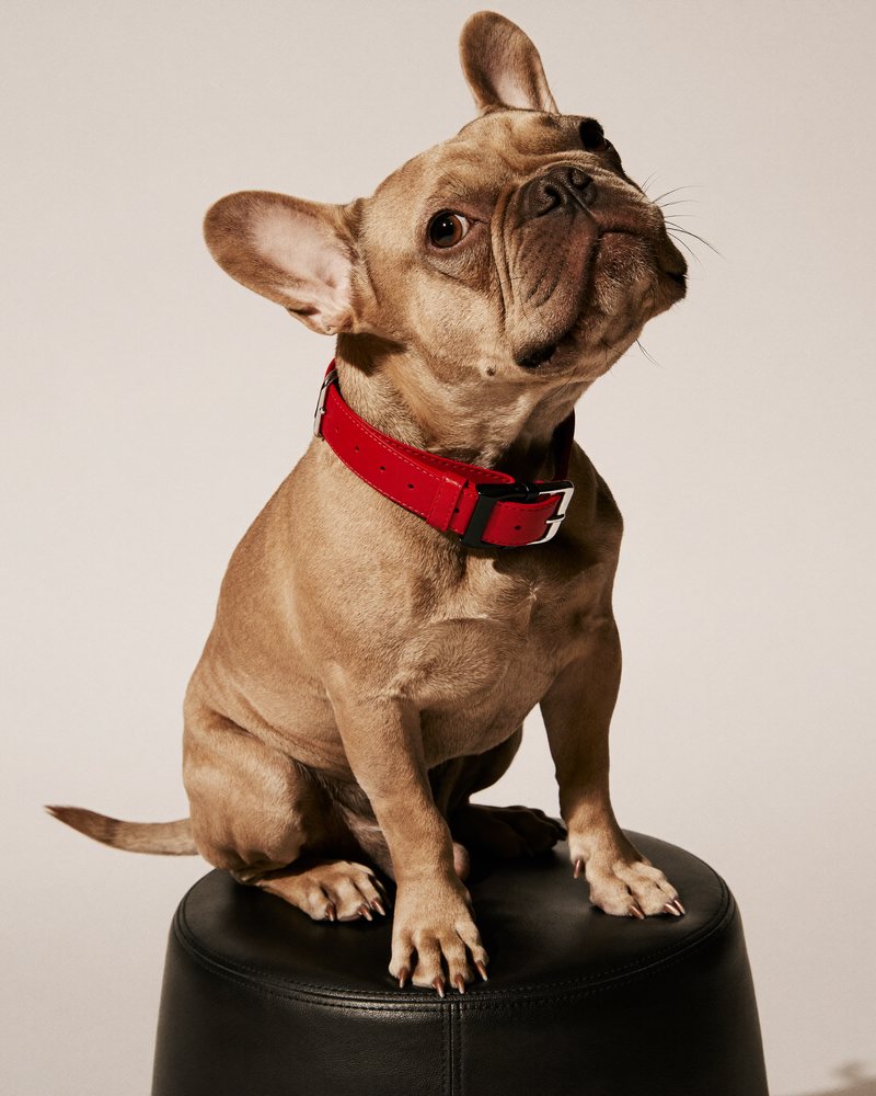French bulldog sitting on a black stool, wearing a red collar — Canine Country Club brand photoshoot
