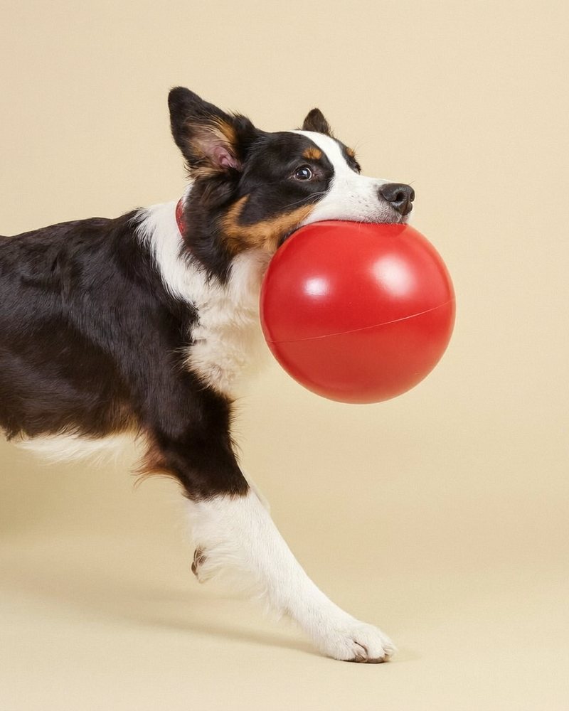 Border collie running at full speed with a red ball in its mouth — Canine Country Club brand photoshoot