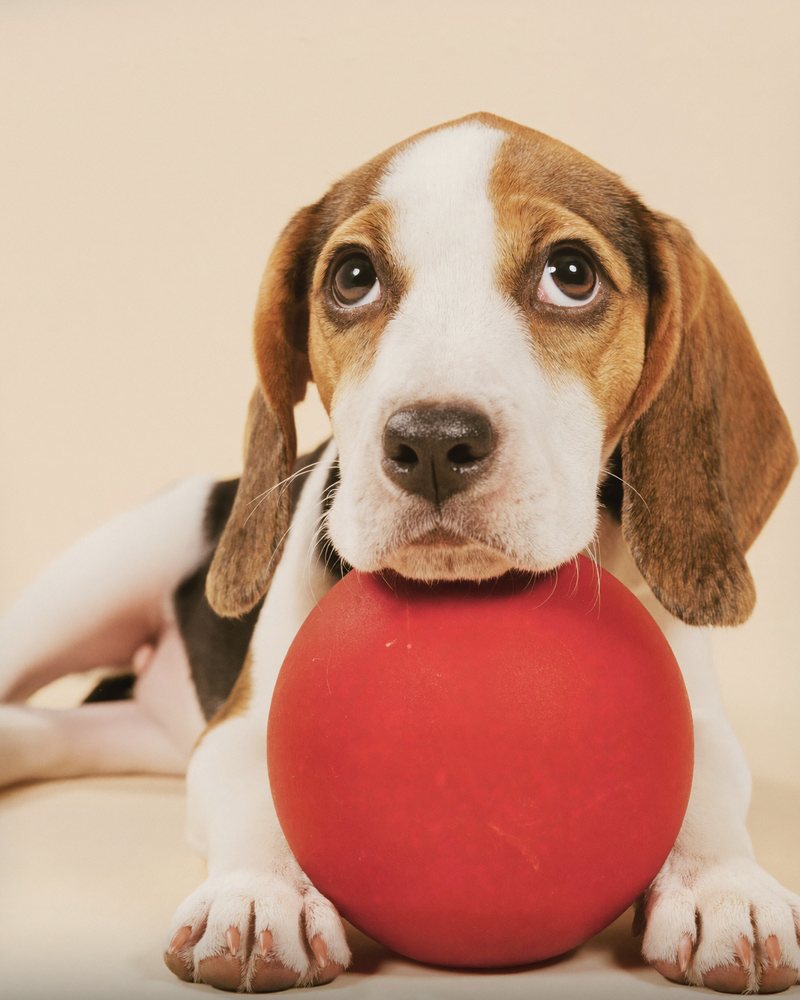 Beagle puppy resting its chin on a red ball — Canine Country Club brand photoshoot